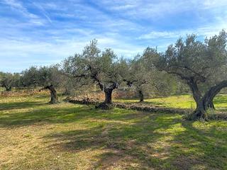 Rural plot  Planas