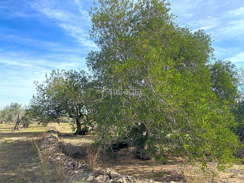 Foto efa997e8-cb6a-4407-9c03-d6ba56ec1e48. Rural plot in Perelló (El)