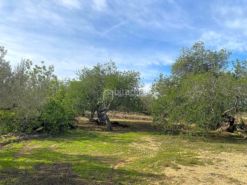 Foto f4f74911-8f93-43df-b976-89096015694b. Rural plot in Perelló (El)