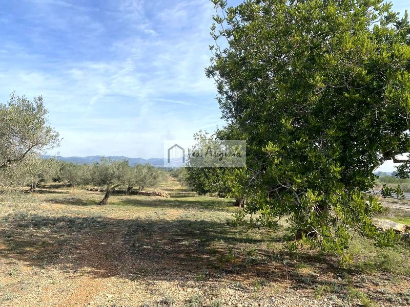 Foto 11091317-af3e-45da-a162-6873cc50bff5. Fondo rustico in Perelló (El)