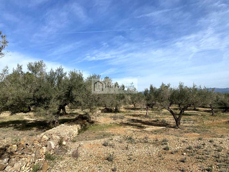 Foto 23f7081d-c163-49c9-8fa3-e3a42ba18e41. Fondo rustico in Perelló (El)