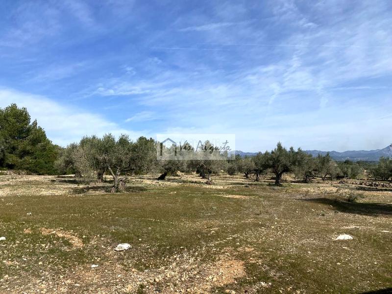 Foto b8d76194-b5fa-4f05-a7ea-ae13972e1e36. Fondo rustico in Perelló (El)