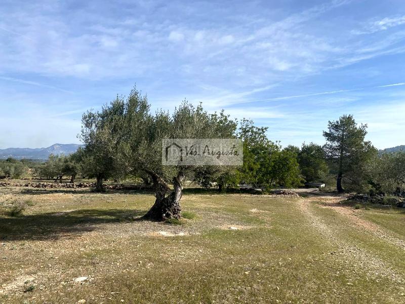 Foto c1809f6a-475c-4e44-bde7-f0e0aab6aee1. Fondo rustico in Perelló (El)