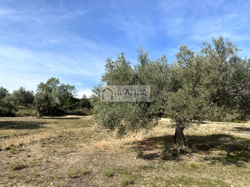 Foto c57680d2-4e68-400a-b3e9-7e33b642601d. Fondo rustico in Perelló (El)