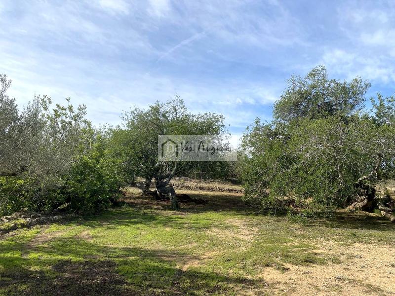 Foto c57be6d8-14b5-4243-ba32-0098a6b5b810. Fondo rustico in Perelló (El)