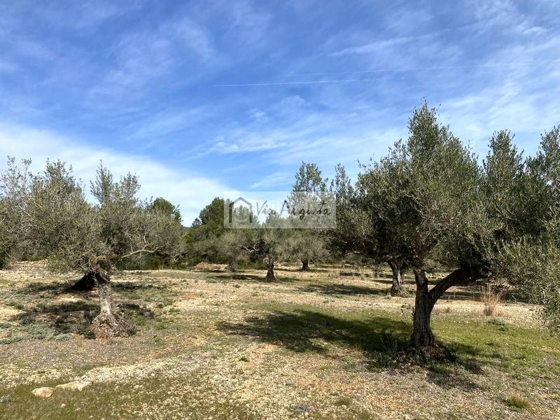 Foto d0d5cdff-377e-4b1c-8f82-ffd14ac9f999. Fondo rustico in Perelló (El)