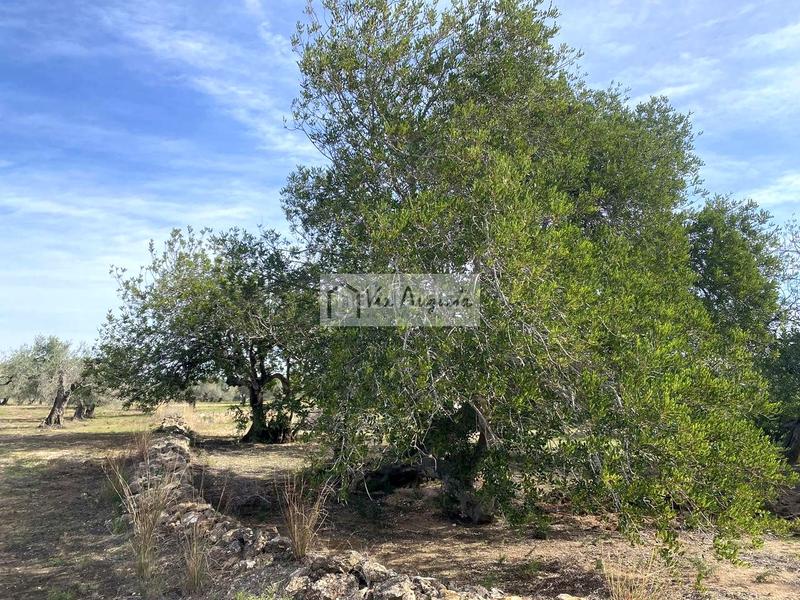 Foto 0d2aed06-fbeb-44c3-a93e-ea438e5c276a. Finca rústica a Perelló (El)