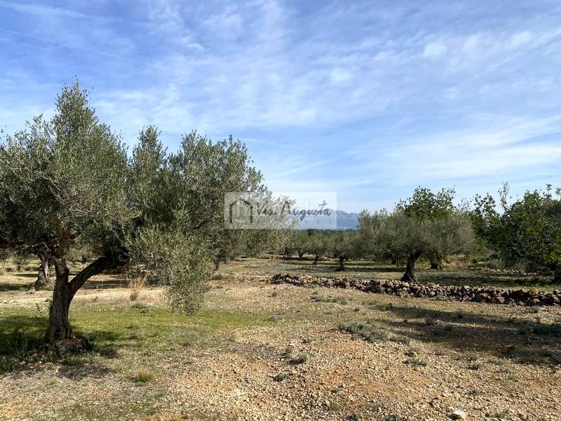 Foto 17093b74-7eaf-4396-ab7d-f5a0d0aaf46b. Finca rústica a Perelló (El)