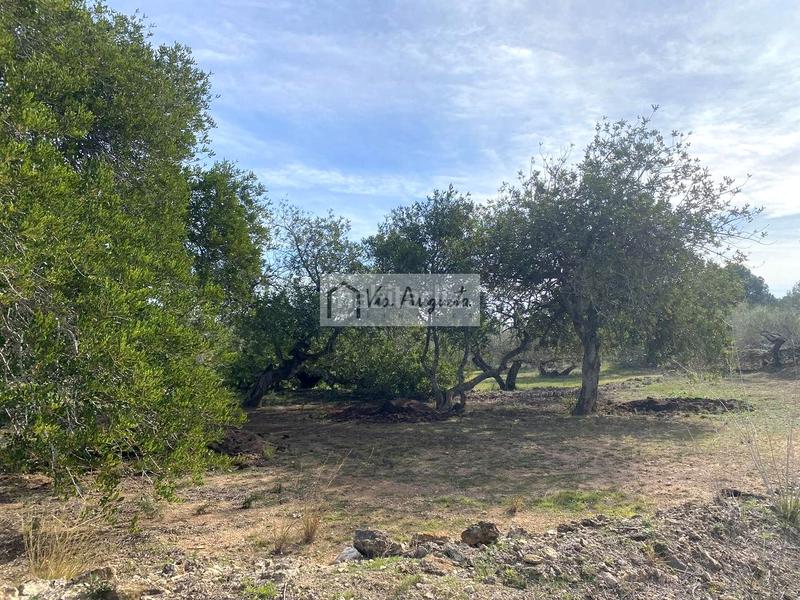Foto 2475179a-3473-41c9-9d59-5b81b2180505. Finca rústica a Perelló (El)