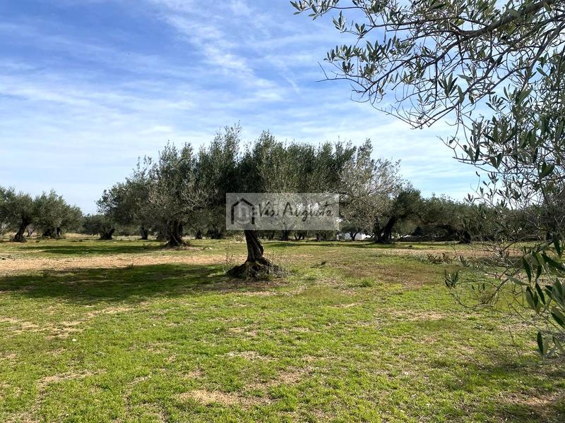 Foto 2e65b451-faa9-4000-be62-e82d1e00d804. Finca rústica a Perelló (El)