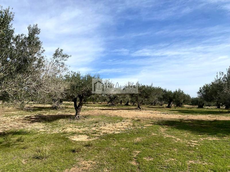 Foto 4bf9781b-fe97-41be-b557-2f91db972b9e. Finca rústica a Perelló (El)