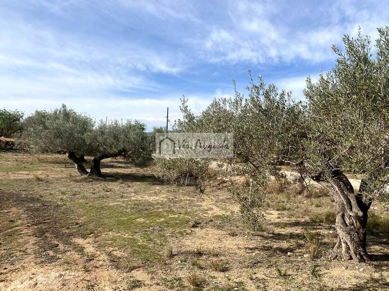 Foto 650024ad-8e05-4a77-b11d-e6720ea5e1cc. Finca rústica a Perelló (El)