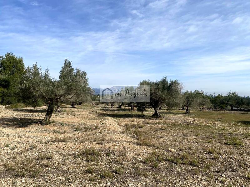 Foto 7a210ca5-9658-452b-b1de-e9b5cd431b72. Finca rústica a Perelló (El)