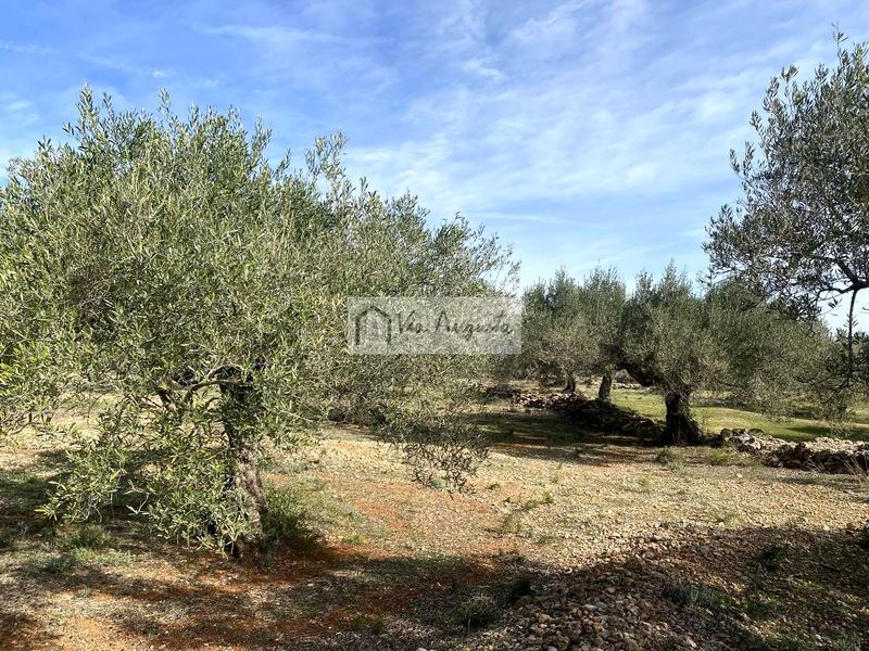 Foto 8fc3f571-63ce-4668-ab56-28bf5b467cce. Finca rústica a Perelló (El)