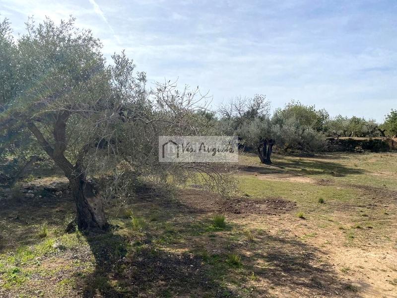 Foto 9f3e0c27-4320-4435-8174-326d330d9e88. Finca rústica a Perelló (El)