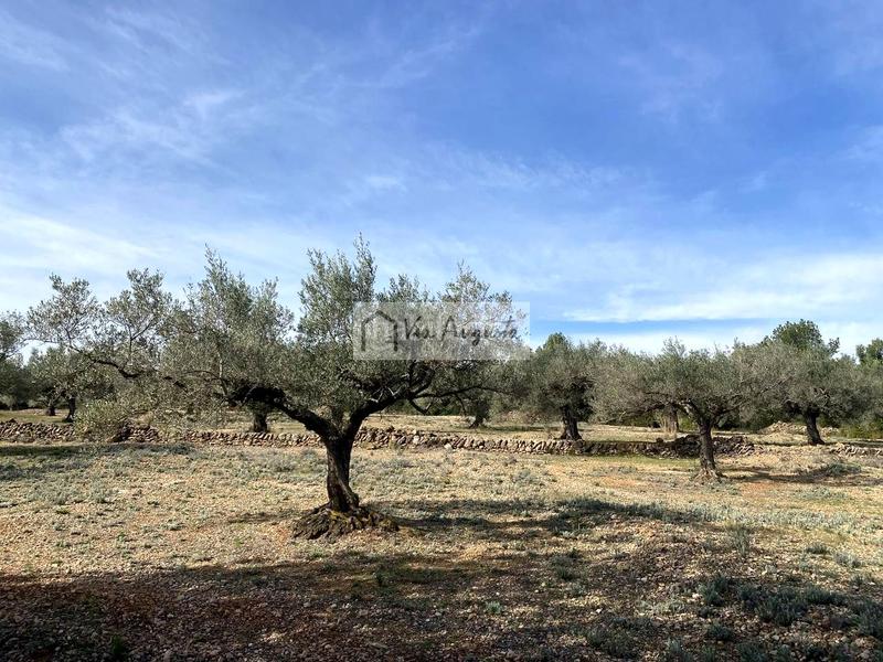 Foto b15ff3e0-4b7b-478e-a9e2-90de45d34a0b. Finca rústica a Perelló (El)