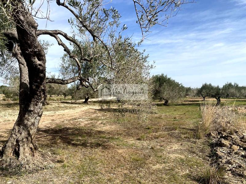 Foto cb33b621-5a78-482e-a2f7-a4693f97a2de. Finca rústica a Perelló (El)