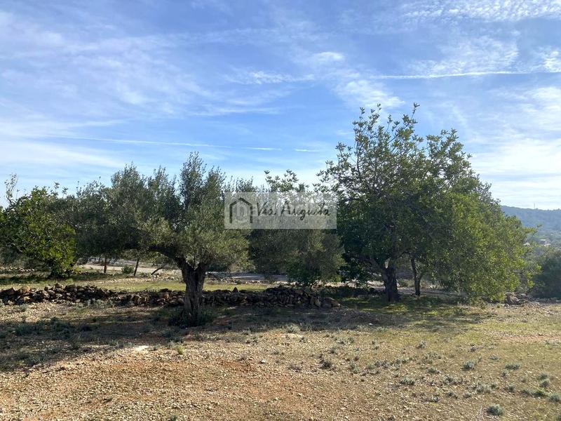 Foto d58c9a3a-e003-4106-9393-d5f6e4950d66. Finca rústica a Perelló (El)