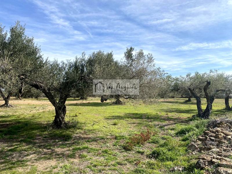 Foto e28f8ff6-a8d1-47f4-bb4a-e2b67f174765. Finca rústica a Perelló (El)