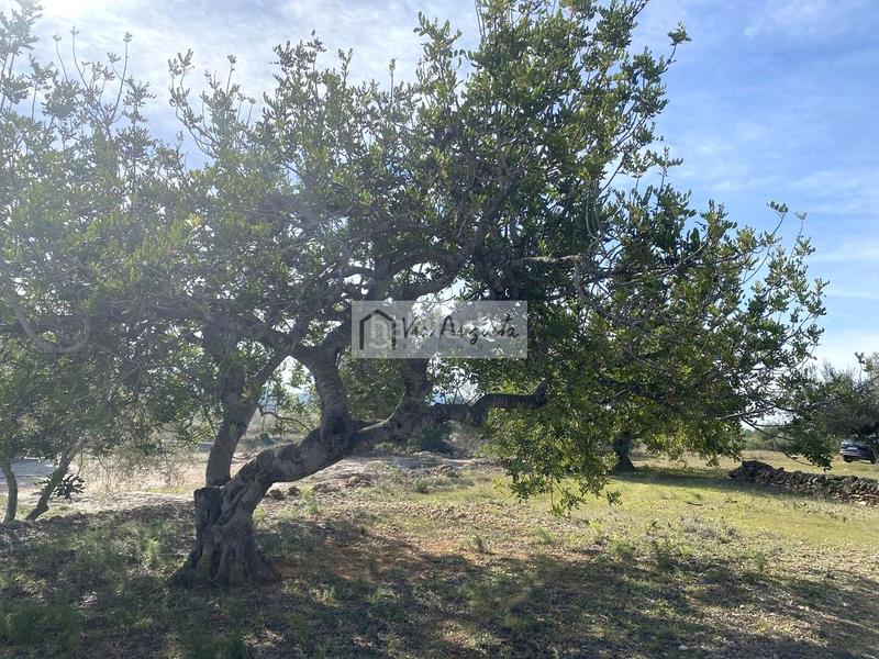 Foto f164f19e-a335-4990-ae0e-a9f371d7672c. Finca rústica a Perelló (El)