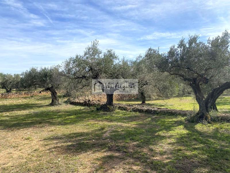 Foto f8bf2233-d295-494d-bf0e-57bcc7bb119f. Finca rústica a Perelló (El)