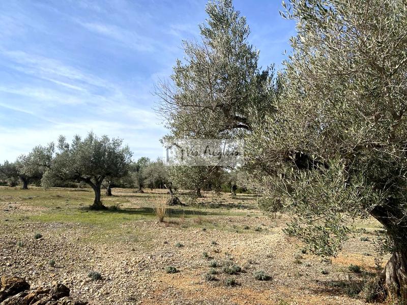 Foto fbffc068-f375-4542-ab32-e3272b1e83e6. Finca rústica a Perelló (El)