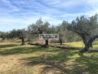 Finca rústica  Planas
