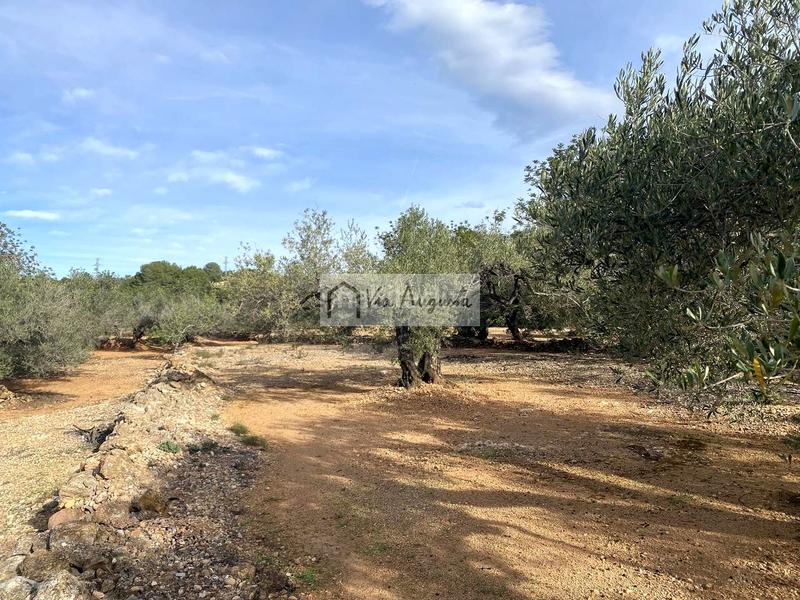 Foto 0dbf453c-31a3-447e-8542-61d2be731d9a. Fondo rustico in Ampolla (L´)