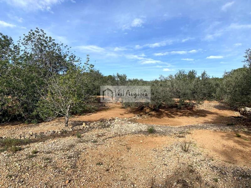 Foto 1469dbf3-273b-4268-a627-0a7a5fd6c28c. Fondo rustico in Ampolla (L´)