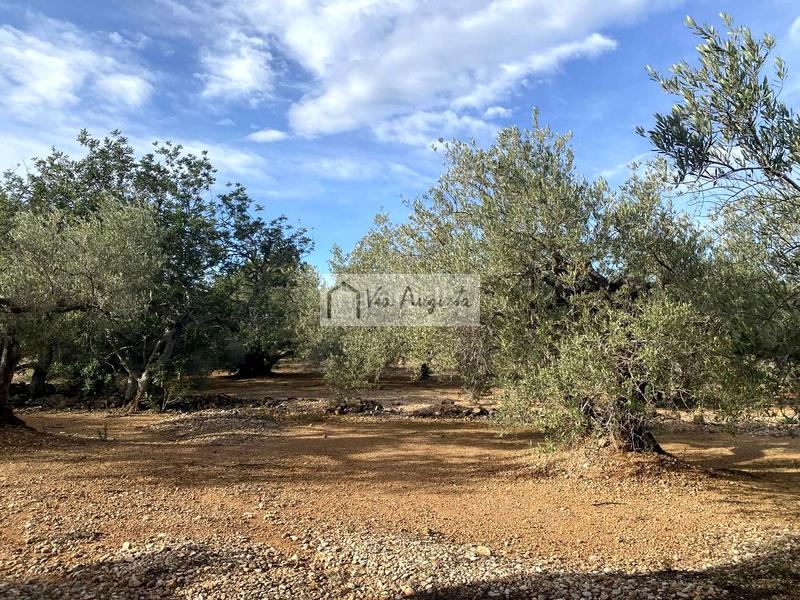 Foto 18834be0-9a0d-415b-a481-430a630549d3. Fondo rustico in Ampolla (L´)