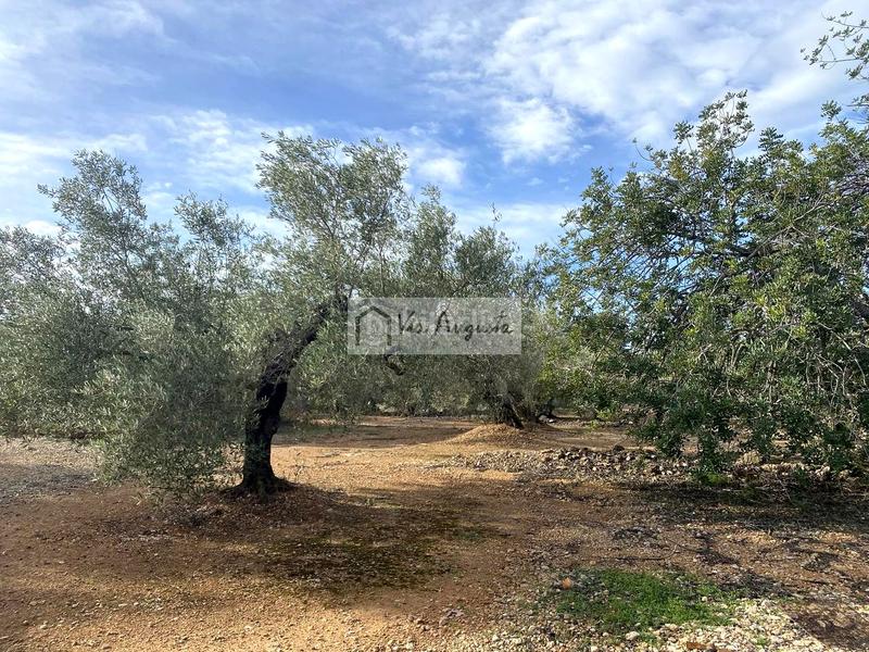 Foto 1b3742d7-b0c7-40e3-8b95-080f70452136. Fondo rustico in Ampolla (L´)