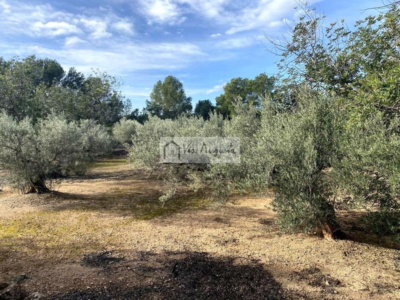 Foto 38b818e9-b7c7-4592-8800-999d2ba73ea1. Fondo rustico in Ampolla (L´)