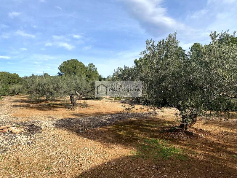 Foto 46aa36a8-1d4c-43f1-a6cf-5dfa015b017d. Fondo rustico in Ampolla (L´)