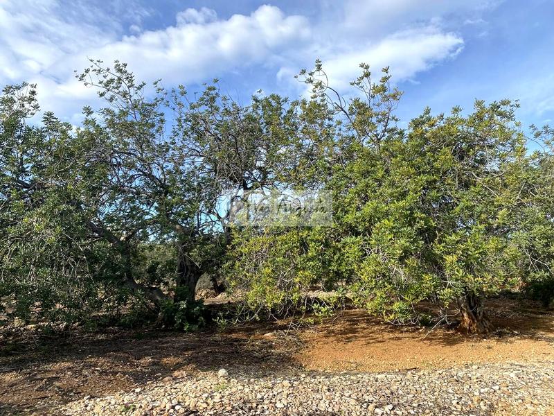 Foto 4ba56b0a-9029-4967-ba36-9644c36e8661. Fondo rustico in Ampolla (L´)