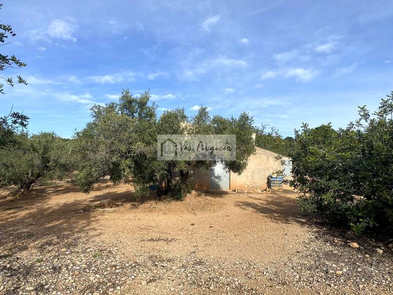 Foto 67136985-ad29-44ab-b59f-8eb490e002fd. Fondo rustico in Ampolla (L´)