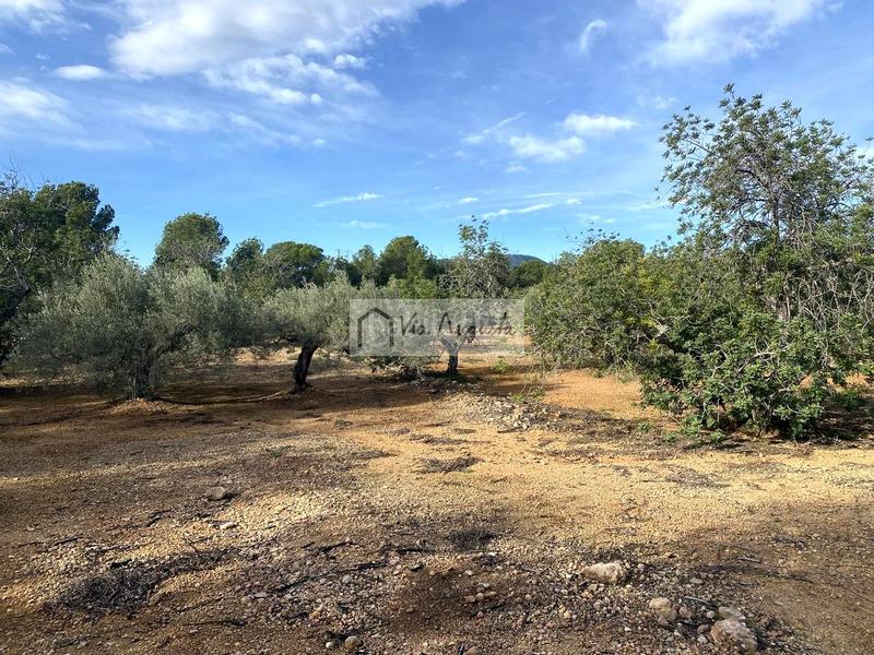 Foto 7a747b89-d8d5-45a9-93ba-1b693ce3f68d. Fondo rustico in Ampolla (L´)