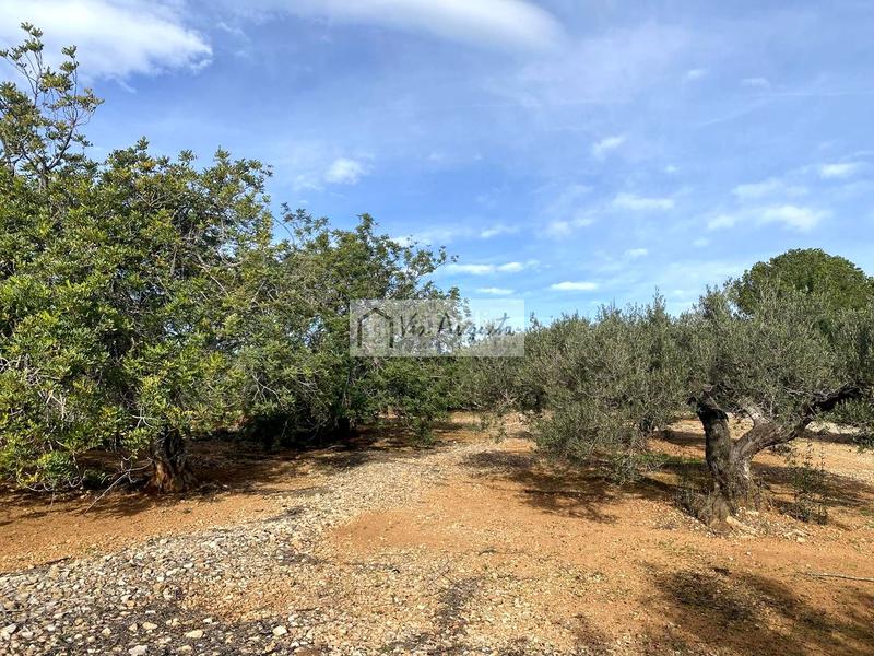 Foto 8c6fdb6d-2ef0-4e28-bf2c-0e3ec676d286. Fondo rustico in Ampolla (L´)