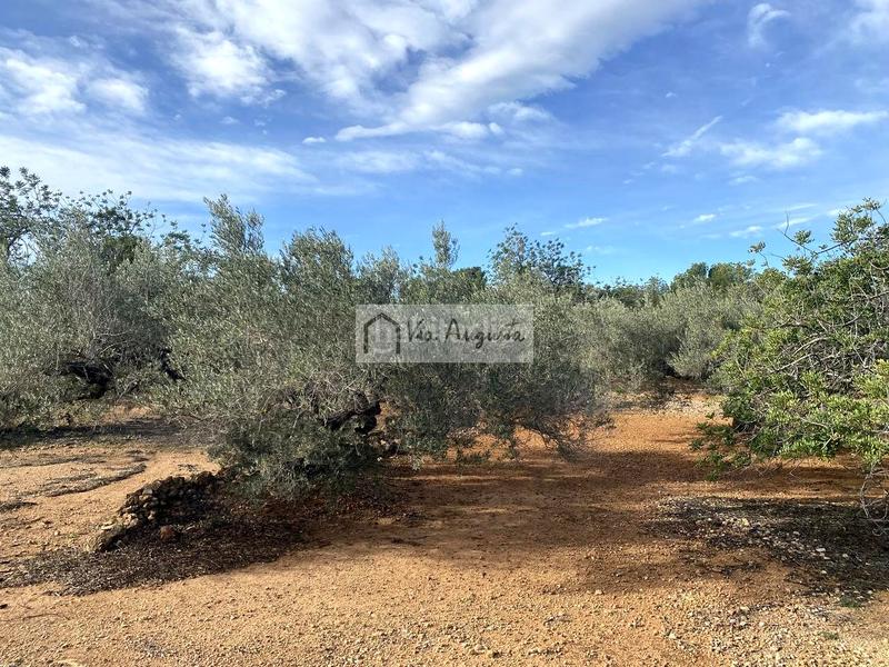 Foto 9da7c4c3-e423-4d85-9020-c758cb66f0d1. Fondo rustico in Ampolla (L´)