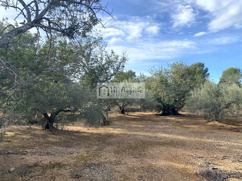 Foto b9d7f0f1-90ec-47de-b5b1-d28d09dc73ec. Fondo rustico in Ampolla (L´)