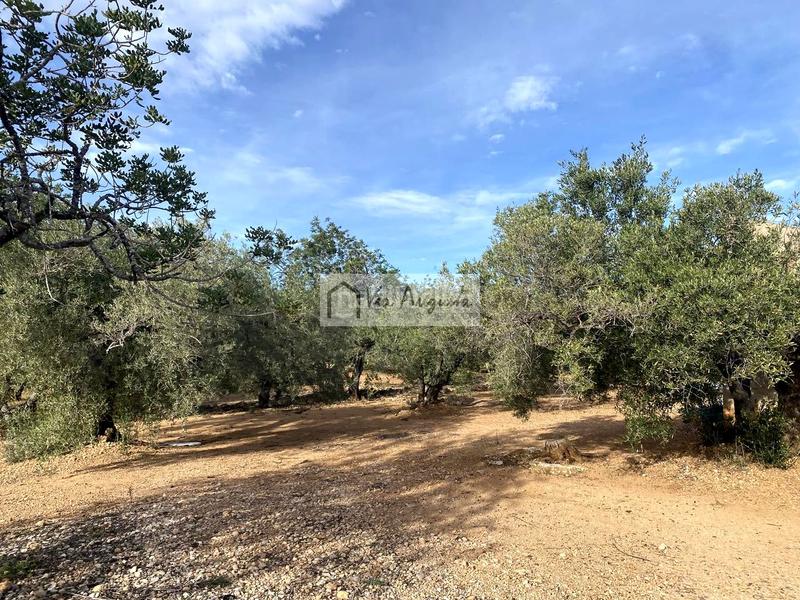 Foto fdd9765a-9bfa-4b1c-bf65-5278813e60dd. Fondo rustico in Ampolla (L´)