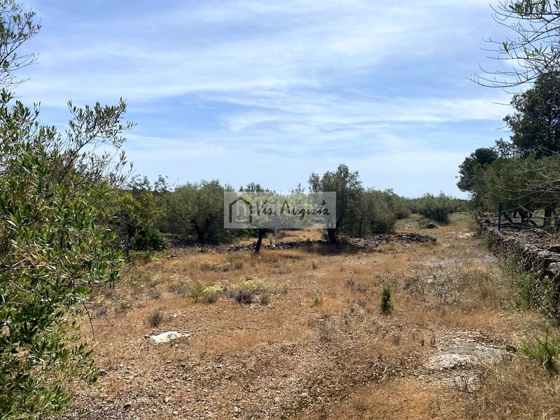 Foto e168c433-b7bb-475f-b2f4-2f5d24e9c7e4. Terreno residencial en Perelló (El)