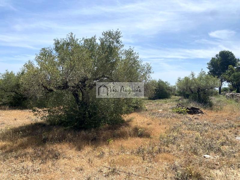 Foto 7311f075-82ec-475a-a4d8-17c31c07680a. Residential plot in Perelló (El)