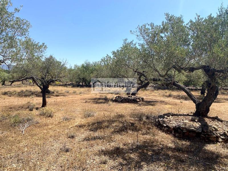 Foto 1a71e7fc-50cd-49f1-8bc5-a51dbeb906e2. Fondo rustico in Perelló (El)