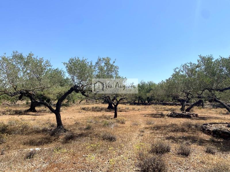 Foto 1ca15fbb-59ee-48b4-bdde-0a23b42a8edf. Fondo rustico in Perelló (El)