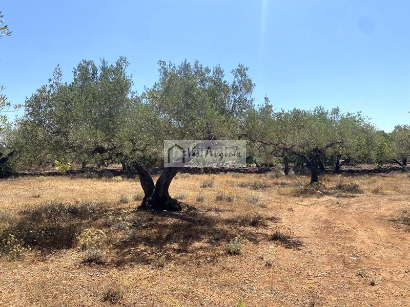 Foto 26f16726-c130-4de4-b362-eb2a563b3d1a. Fondo rustico in Perelló (El)