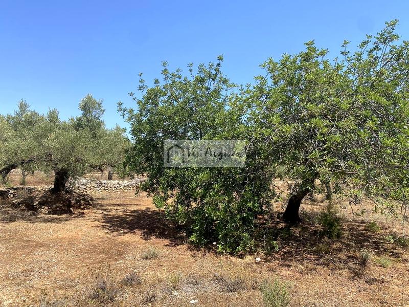 Foto 2b56defa-ddeb-4b35-a748-01624af772a8. Fondo rustico in Perelló (El)