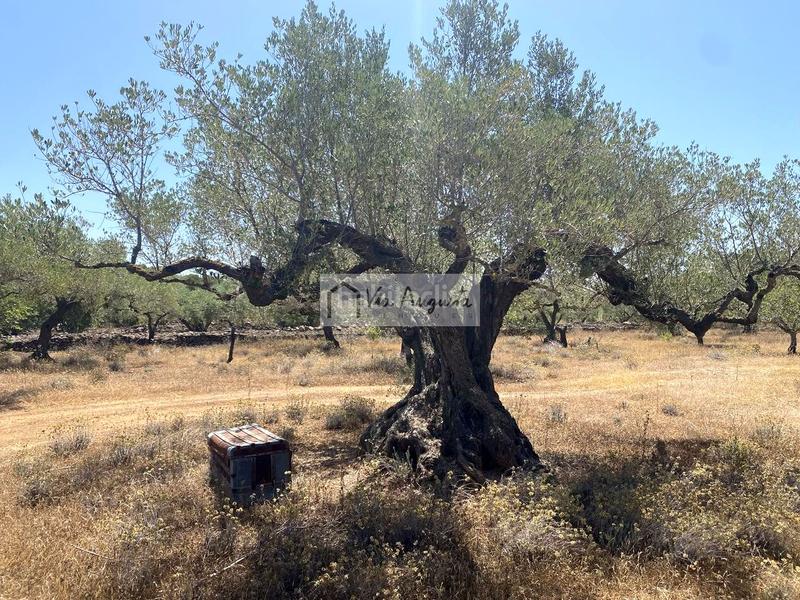 Foto 68207d61-3692-4258-af1b-1bbff1fa925b. Fondo rustico in Perelló (El)
