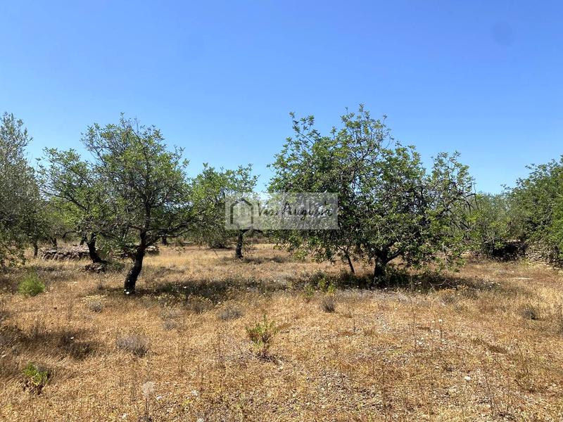 Foto 6ea0935a-5420-43f1-a708-4c6de9ae5167. Fondo rustico in Perelló (El)