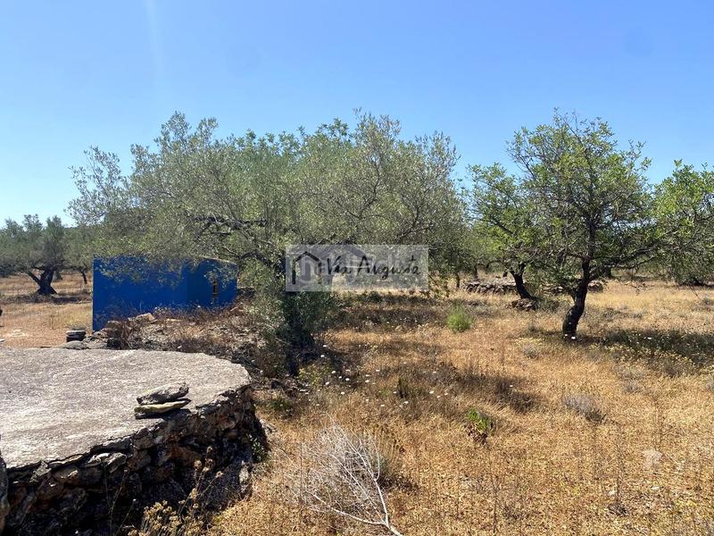 Foto 7a45386f-6285-4223-9167-2eac11a8d25f. Fondo rustico in Perelló (El)