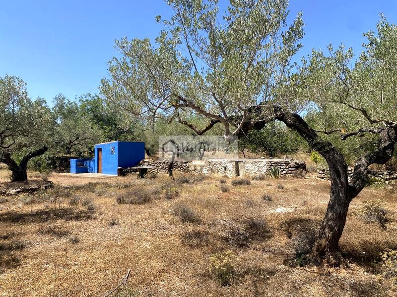 Foto 9774427e-a2e2-4427-b583-104f33edc3cf. Fondo rustico in Perelló (El)